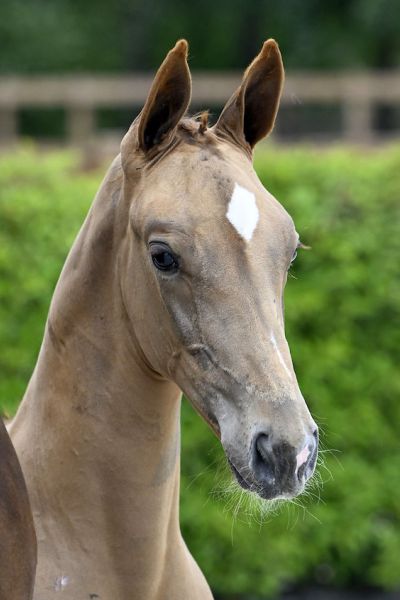 ESUS 2000 Z - Zangersheide SUPERSTARS combined in 1 handsome colt 